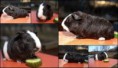 /album/vrh-z-cuy-s-vp-19-2-2015-m-fufik-cute-cavia-rex-t-xando-z-koziho-hradku/z-cuy2-jpg/